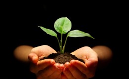 plant in hands