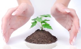hands of woman and green sprout